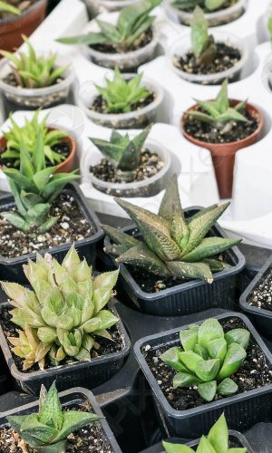 various-types