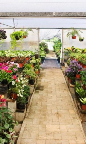 vivero